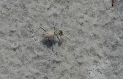 Habroscelimorpha dorsalis saulcyi