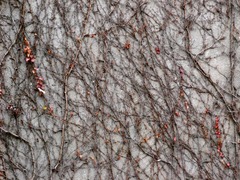 Parthenocissus tricuspidata