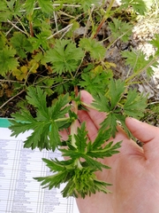 Potentilla intermedia