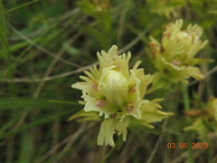 Castilleja pallida