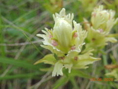 Castilleja pallida