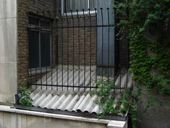 Parthenocissus tricuspidata