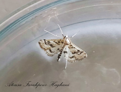 Parapoynx affinialis
