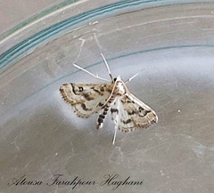 Parapoynx affinialis