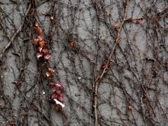 Parthenocissus tricuspidata