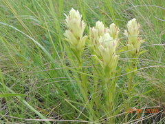Castilleja pallida