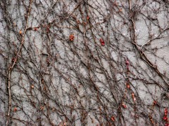 Parthenocissus tricuspidata