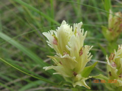 Castilleja pallida