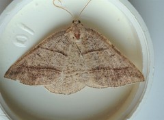 Petrophora subaequaria