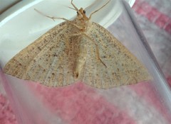 Petrophora subaequaria