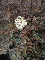 Achillea millefolium