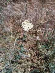 Achillea millefolium
