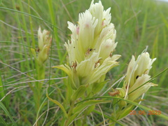 Castilleja pallida