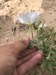 Oenothera engelmannii