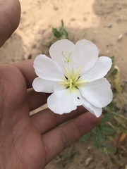 Oenothera engelmannii