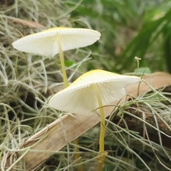 Leucocoprinus fragilissimus image