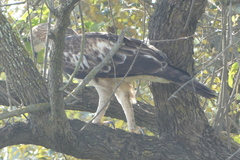 Nisaetus cirrhatus