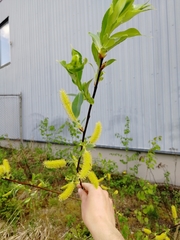 Salix pentandra