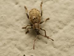 Peritelus sphaeroides