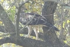 Nisaetus cirrhatus