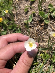 Ranunculus kuepferi