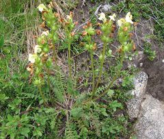 Pedicularis tuberosa