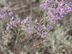 Limonium caspium