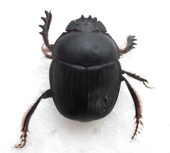 Scarabaeus zambesianus