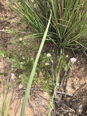 Erigeron bellidiastrum