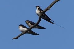 Hirundo smithii