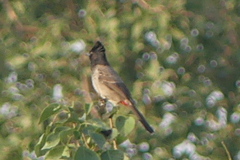 Pycnonotus cafer