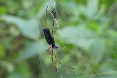 Nephila kuhli