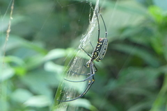 Nephila pilipes