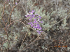 Limonium caspium