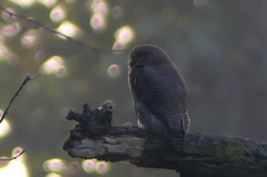Glaucidium radiatum