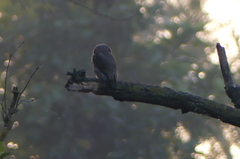 Glaucidium radiatum