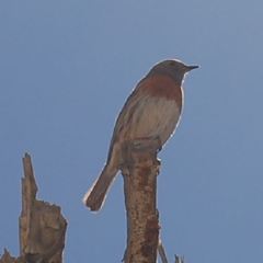 Prunella rubeculoides