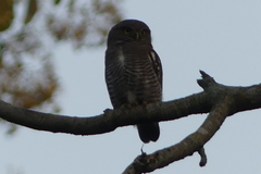 Glaucidium radiatum