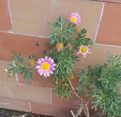 Argyranthemum frutescens