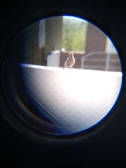 Passer domesticus