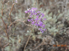 Limonium caspium