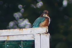 Halcyon smyrnensis