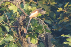 Dendrocitta vagabunda