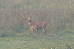 Rucervus duvaucelii