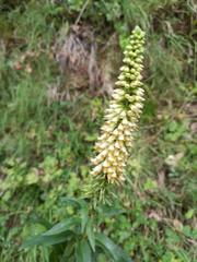 Digitalis micrantha