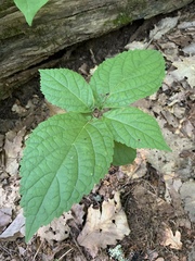 Collinsonia canadensis