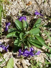 Viola fimbriatula