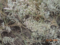 Limonium caspium