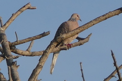 Streptopelia chinensis