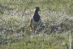 Vanellus indicus